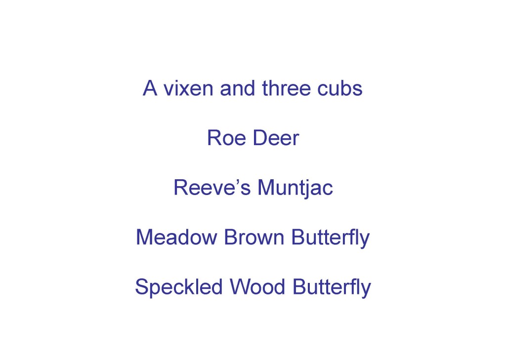 A list of animals and insects identified through study or anecdotal evidence as being either resident or visitors to the site.