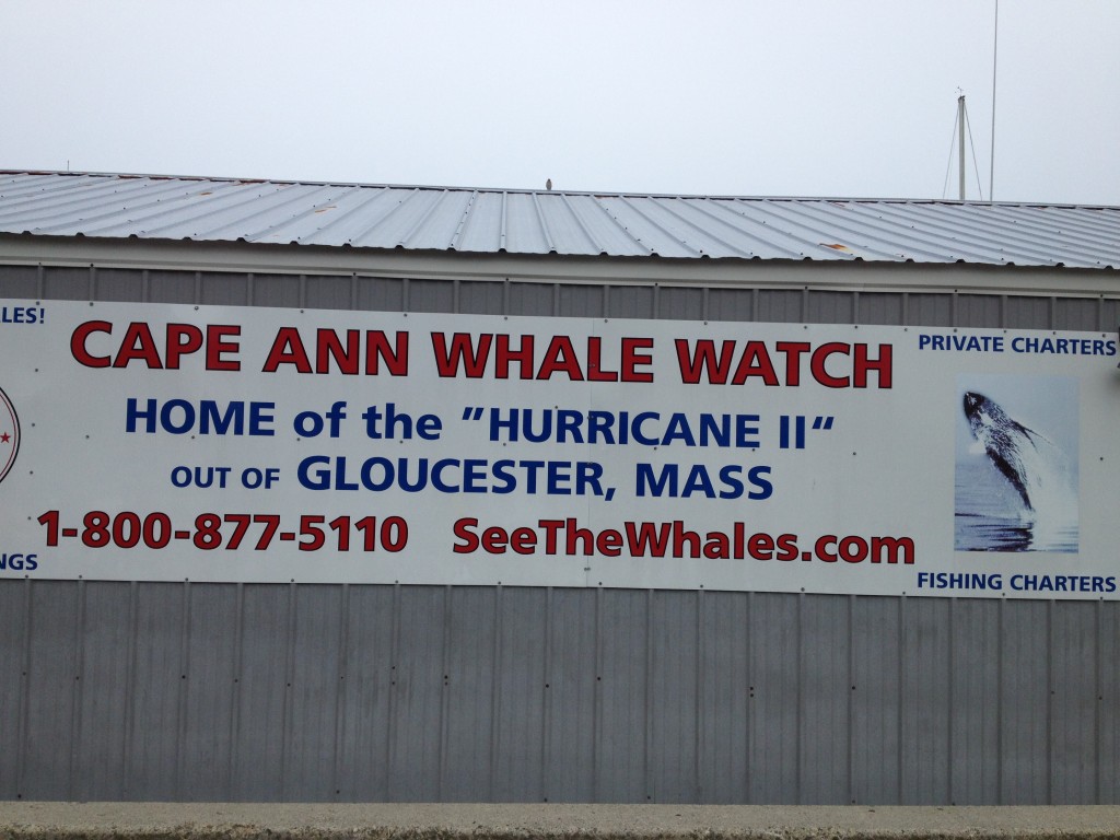 Cape Ann Whale Watch from Gloucester, MA