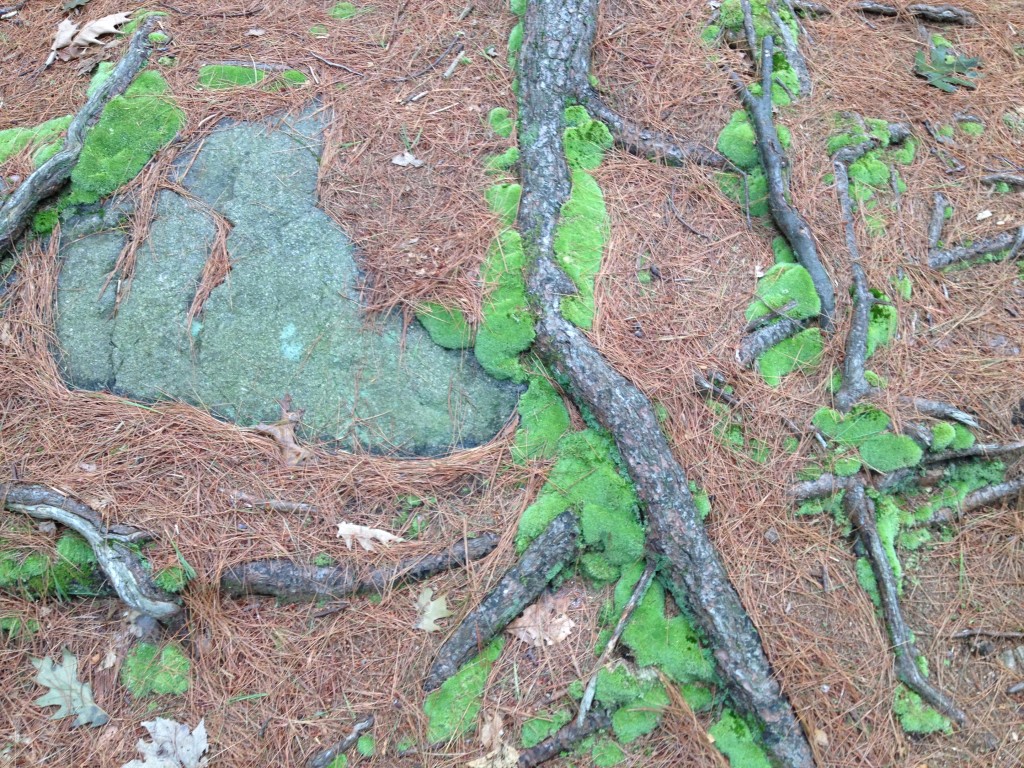 Blue Hills Reservation - moss & boulders on the forest floor.