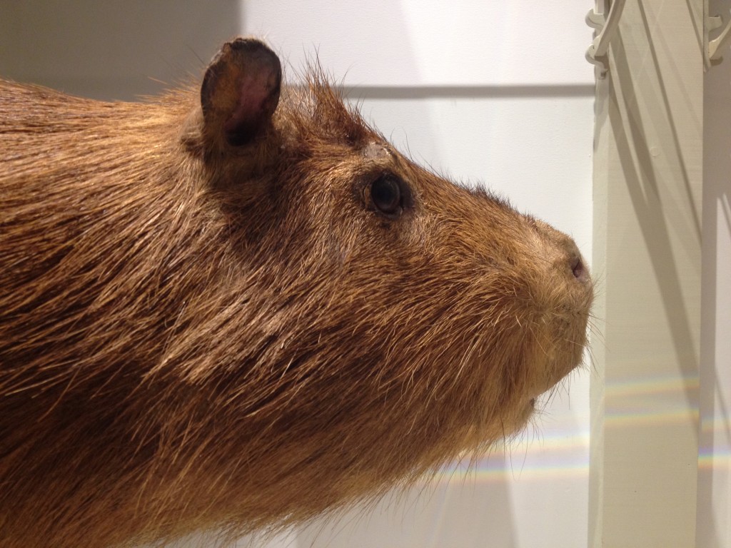 Portrait of a Capybara  Great Mammal Hall