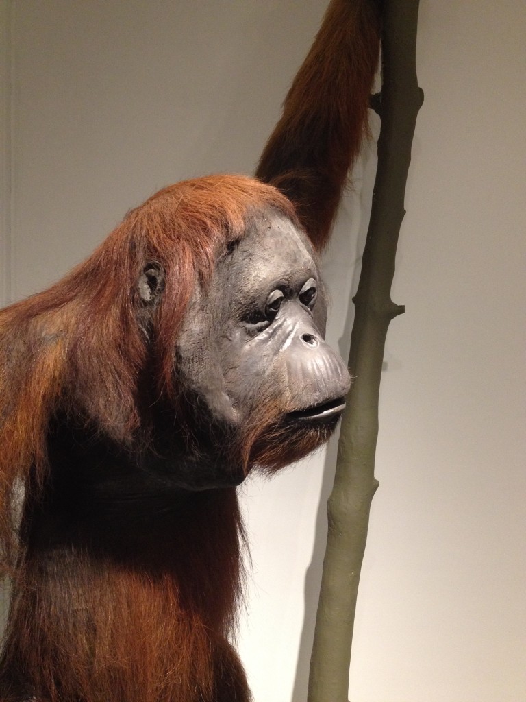 Orangutan Great Mammal Hall