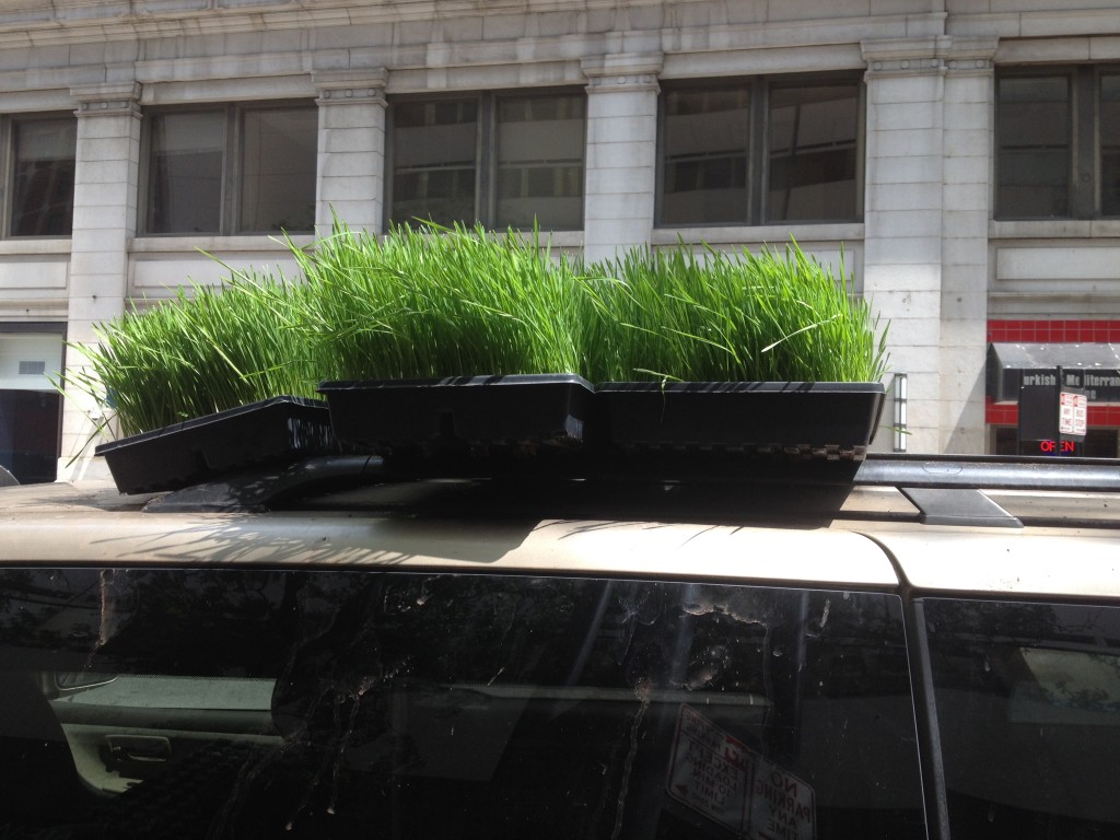 Car with grass on Vine St 