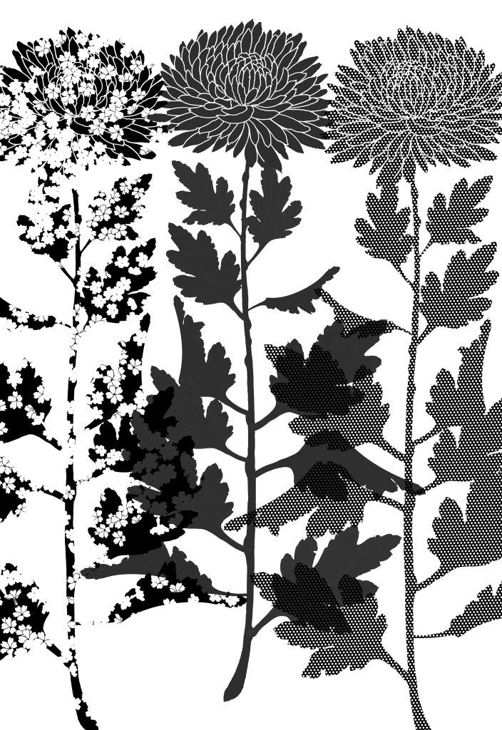 Detail: Draft artwork for 3 x Chrysanthemums - various textures and transparencies