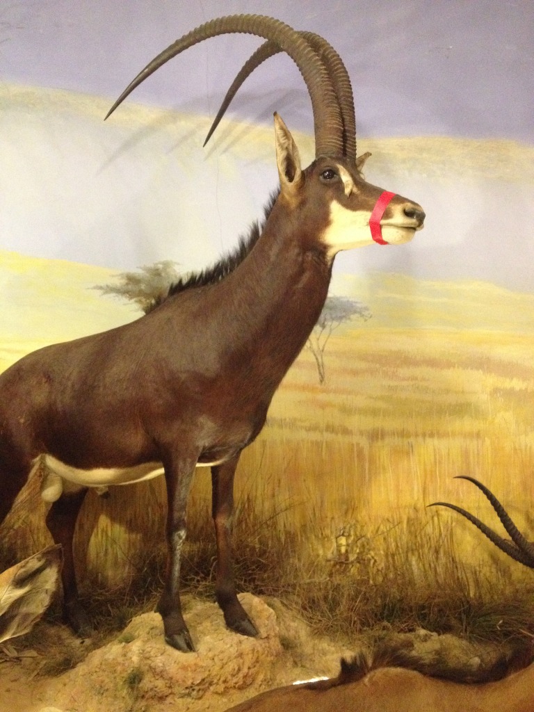 Giant Sable Antelope - by far my favourite exhibit ! Detail from diorama at Powell-Cotton Museum, Quex Park, Kent - 