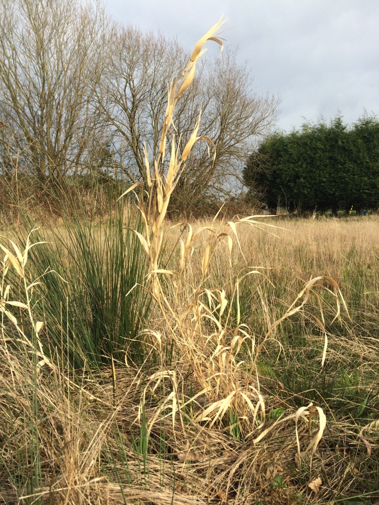 Last year's grasses - Tameside Hospital New Macmillan Unit - Art Project Research Walk. Image: Christopher Tipping