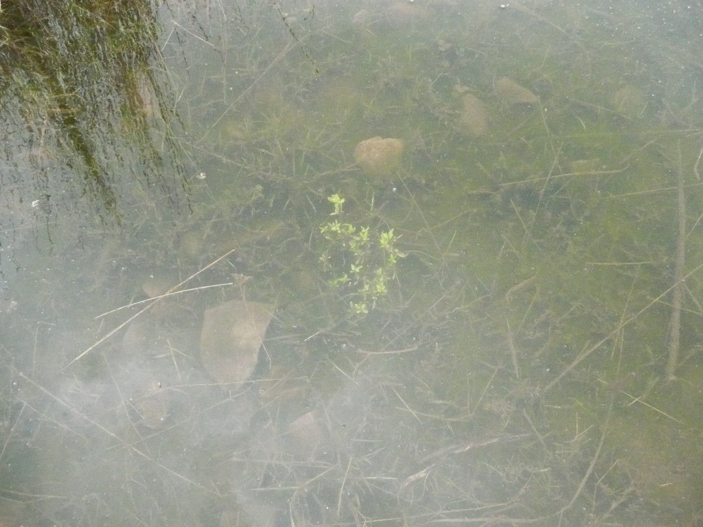 2.21pm - bright green plants growing in murky water - Tameside Hospital New Macmillan Unit - Art Project Research Walk. Image: Christopher Tipping