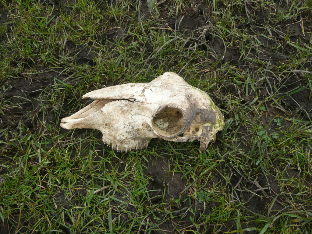 A sheep skull in the grass - Tameside Hospital New Macmillan Unit - Art Project Research Walk. Image: Christopher Tipping
