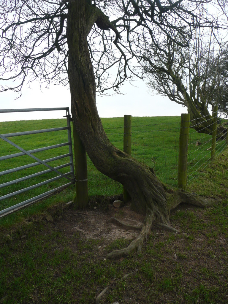 This tree seems to be leaning lazily against the fence post ! - Tameside Hospital New Macmillan Unit - Art Project Research Walk. Image: Christopher Tipping