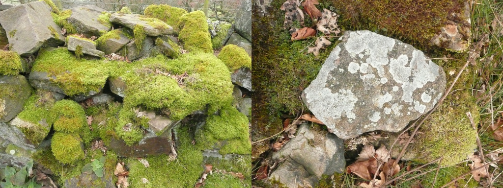 Fantastic Moss and Lichens cover stones here...Tameside Hospital New Macmillan Unit - Art Project Research Walk. Image: Christopher Tipping