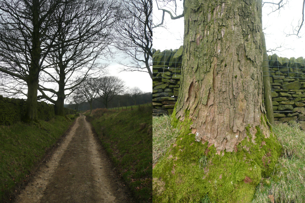 Mature trees on path to Hollingworth Hall Farm - Tameside Hospital New Macmillan Unit - Art Project Research Walk. Image: Christopher Tipping